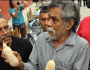 DEFENDRE BEC ET ONGLES LE MAÏS NATIF MEXICAIN