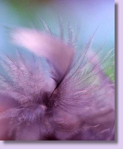 Le petit mot de Neale Donald Walsch