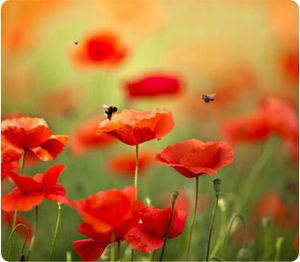 Le petit mot de Neale Donald Walsch