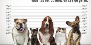 Du coté du SIVU de la fourrière…