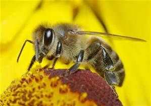 Pétition abeille en danger