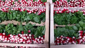 Le radis : le produit du printemps