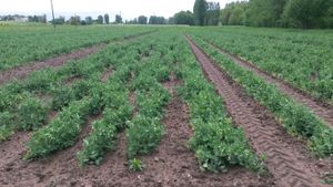 Petit Pois : premières récoltes et grossissement de la gousse
