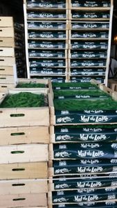 Petit pois : une production en plein boom