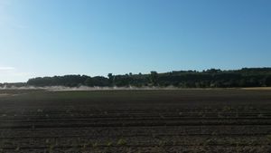 Radis noir : des irrigations régulières sécurisent le grossissement de la racine