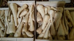 Un démarage de production en panais