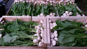 Navet Botte : la production redémarre