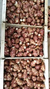 Topinambour : le produit de l'hiver