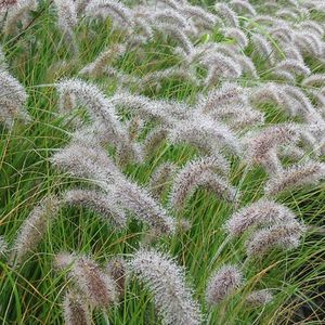 Top 10 des plantes pour les enfants