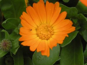 Top 10 des plantes pour les enfants