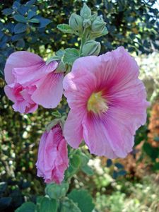 Top 10 des plantes pour les enfants