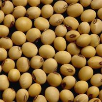 Laits et crèmes végétales, comment les utiliser?