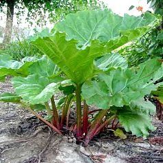 Top 10 des plantes pour les enfants