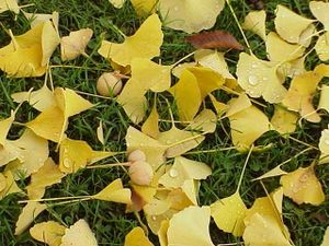Ovules et feuilles de Gingko