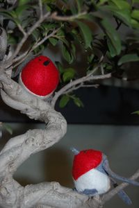 Des oiseaux pour Babou