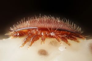 Des nouvelles de nos abeilles - Suite