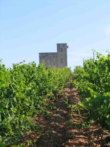 A Lunel-Viel, l'IMCE associe stage de prise de parole et découverte gourmande de la petite Camargue