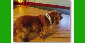 LILA : la mascotte de CHARLIE HEBDO