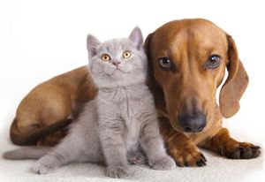 Le chien le meilleur ami de l'homme