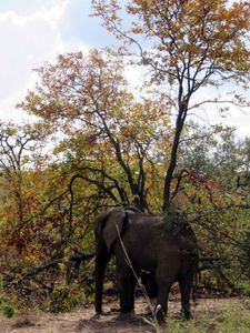 KRUGER(2)