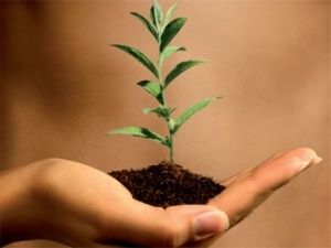 La semence du Verbe germe et grandit
