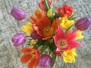 La photo de la semaine : Tulipes