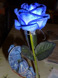 24 heures photo : Bleu comme la rose