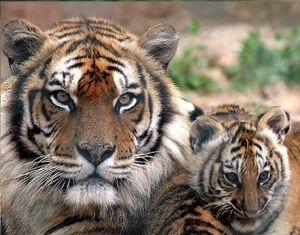 TIGER MEET 2016... géant !