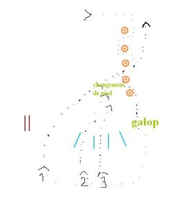 Slalom et tournants serrés au galop améliorer les virages