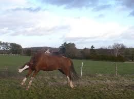 préparer son cheval à l'hiver