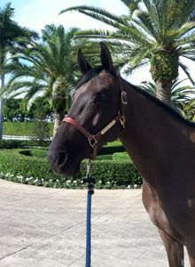 Mérédith Michaels Beerbaum Entre nous Aspara Mérida Comanche Cobra TEQUILA DE L'ILE FIBONACCI et ATLANTA WEF