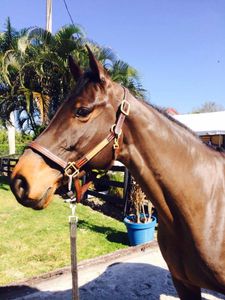 Mérédith Michaels Beerbaum Entre nous Aspara Mérida Comanche Cobra TEQUILA DE L'ILE FIBONACCI et ATLANTA WEF