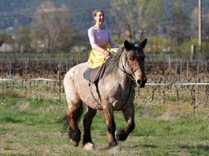 Cheval de trait et équitation en amazone