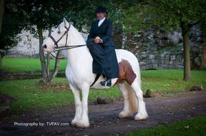 Cheval de trait et équitation en amazone