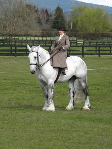 Cheval de trait et équitation en amazone