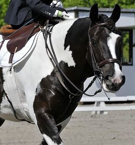 Cheval de trait et équitation en amazone