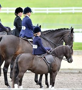 shetland et petits poneys en amazone