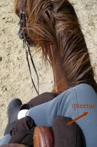 épaissir fourche fixe / queen queenie selle amazone