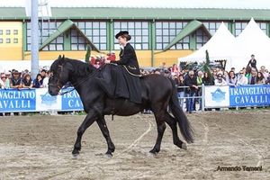 Le cheval de race Murgese et la monte en amazone