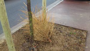 Que faire de vos sapins ?