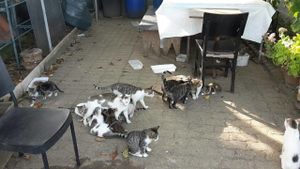 Un SOS lancé par le refuge "le regroupement des chats perdus"