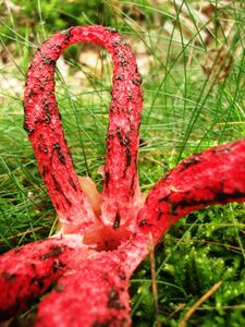 Saprophytes, Parasites ou Mycorhiziques