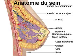 LA BROMOCRIPTINE DANS L'INHIBITION DE LA LACTATION: ATTENTION!