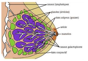 INHIBITION DE LA LACTATION :l'AROLAC