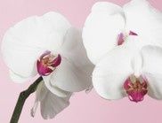 Misterbricolo refait fleurir ses orchidées...