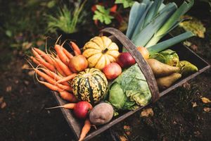 Misterbricolo arrose son potager avec son urine ...
