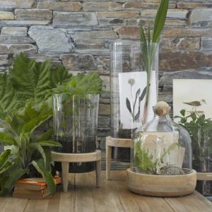 Misterbricolo cultive ses plantes en terrarium ...