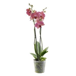 Misterbricolo prend soin de ses orchidées ...