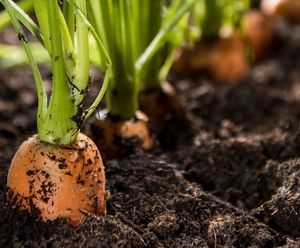 Misterbricolo dit adieu aux pesticides ...