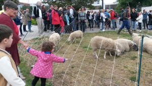 Transhumance des moutons à Saint-Denis hier